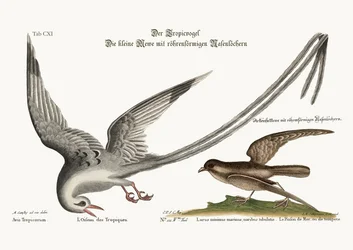 Der Tropikvogel. Der Sturmfink oder Pittrel, 1749-73